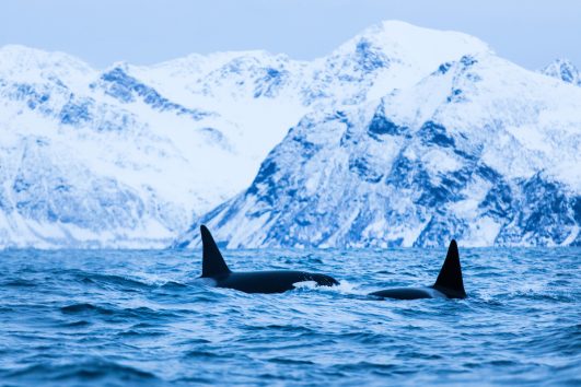 Trømso Snow & Safari